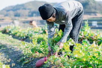 畑で野菜を収穫する高齢の女性