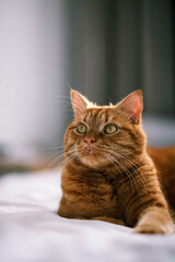 A red domestic cat is lying on the bed.