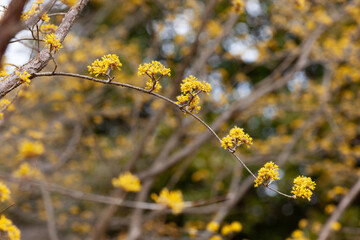 サンシュユの花