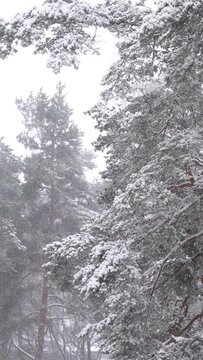 Landscape with heavy snowfall and pine trees in winter dense forest on cold quiet evening ib Finland