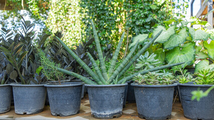 Image of potted plants arranged in rows in medium-sized black plastic pots. Inside, there are various types of succulent plants planted.
