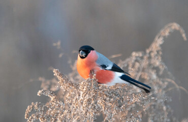 A common bullfinch feeding on weeds in winter
