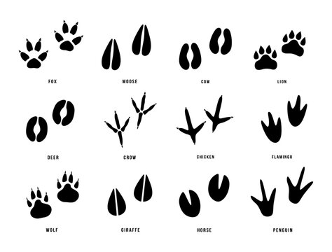 Set of animals footprint. Hand drawn various animal feet paws or footprints isolated on white background. Black silhouettes collection of animal tracks in minimal style. Vector illustration