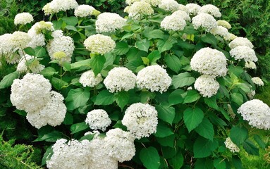 Lush delightful huge white inflorescences of  hydrangea Annabelle bush in the garden close-up.