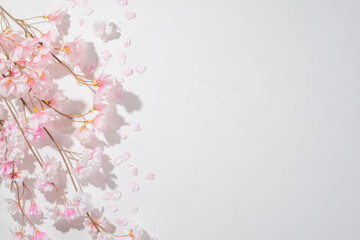 Obraz na płótnie Canvas 桜と白背景のフリースペース