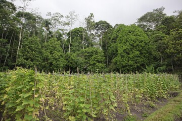 Fototapeta na wymiar Cucumber plantation near the village