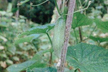 Cucumber growing in field vegetable for harvesting.