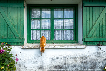 Gato saltando de ventana rustica