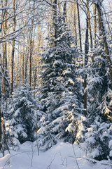 snow-covered coniferous trees in the forest in the rays of the setting sun