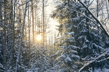snow-covered coniferous trees in the forest in the rays of the setting sun