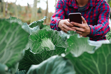 Farmer with technology for agriculture, farmer uses smartphone to take photos of cabbage, organic...