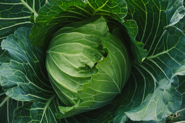 Cabbage in the garden, cabbage without insect bites, organic vegetables - obrazy, fototapety, plakaty