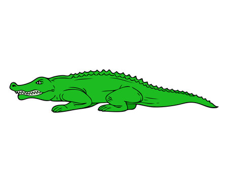 crocodile vector illustration