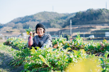 畑で野菜を持つ高齢の女性