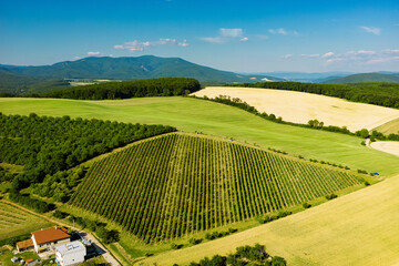 Aerial view of farmhouse among vineyards during beautiful summer day.