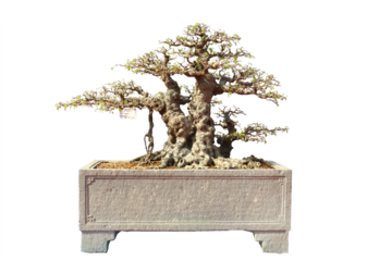 bonsai Vietnam, wooden bridge in the garden