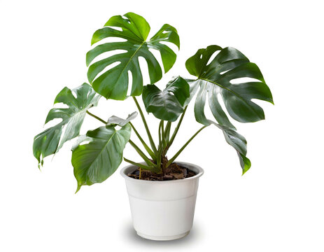 Philodendron Monstera im topf isoliert auf wei&szlig;en Hintergrund, Freisteller 