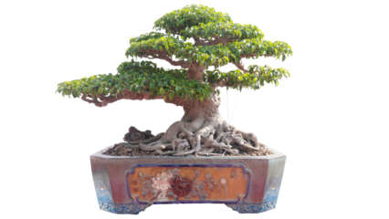 bonsai Vietnam, wooden bridge in the garden