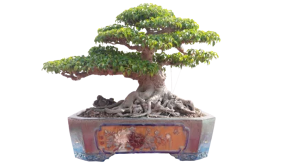 Fotobehang Bonsai bonsai Vietnam, wooden bridge in the garden  © Mun