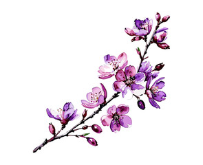 Watercolor cherry blossom flower branch. Japanese sakura flower branch vector.