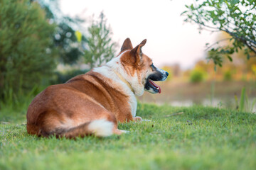 happy time, of a dog, a Bang Kaeo mixed breed, basking in the sun, in the evening, on the green grass, under the shade of a shady tree.
