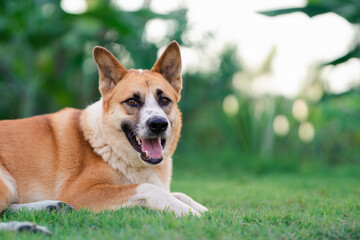 happy time, of a dog, a Bang Kaeo mixed breed, basking in the sun, in the evening, on the green grass, under the shade of a shady tree.