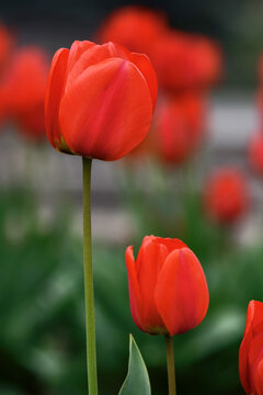red tulips in the garden. floral background in spring. beautiful flowers symbol of love