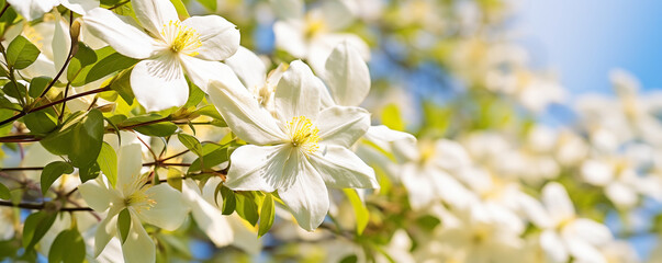 Beautiful flowers of blooming white clematis