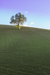 lone tree on a hillside farmland field