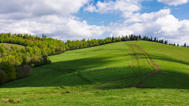 sheep and goats on the grassy slope in spring. forest on the top of a hill beneath a bright sky with clouds. green countryside scenery in dappled light