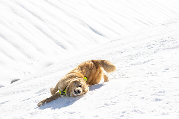blue-eyed cinnamon dog playing roll in the snow