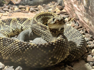 venomous snake. Guiana rattlesnake (Crotalus durissus durissus). Savannah and coastal savannah snakes that can reach lengths of one to one and a half meters.