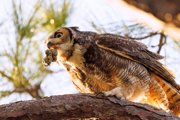 A great horned owl (Bubo virginianus) who appears to be carrying organ meat from a prey animal around sunset in Manatee County, Florida
