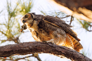 A great horned owl (Bubo virginianus) who appears to be carrying organ meat from a prey animal around sunset in Manatee County, Florida