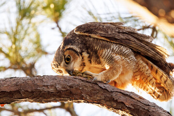 A great horned owl (Bubo virginianus) who appears to be carrying organ meat from a prey animal around sunset in Manatee County, Florida