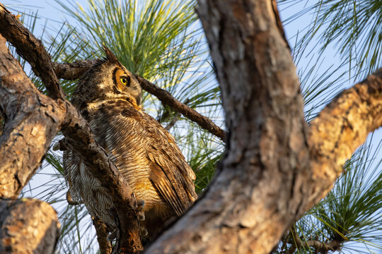 A great horned owl (Bubo virginianus) looking gorgeous in the last light of day in Manatee County, Florida