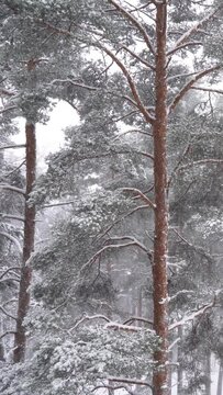 Landscape with heavy snowfall and pine trees in winter dense forest on cold quiet evening ib Finland