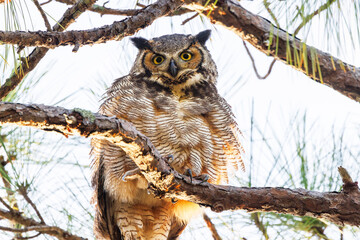 A great horned owl (Bubo virginianus) looking gorgeous in the last light of day in Manatee County,...