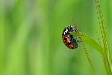 Ladybug climbing grass