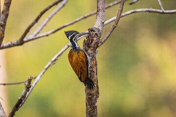 Greater Flameback, Woodpecker is looking for food on the tree.