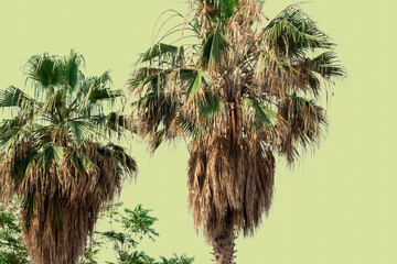 Palm trees isolated on a light background. Trendy minimal background