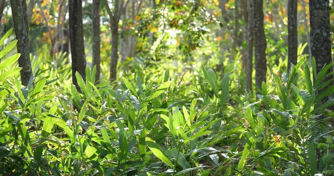 (lpinia galanga) lpinia galanga Blown by the wind, planting plants interspersed with large trees