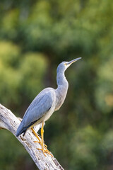 A white faced heron, egretta novaehollandiae, perched on a tree. At Kennett River, on the Great Ocean Road, Australia.