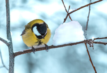 The bird tit sits on a tree branch in winter.