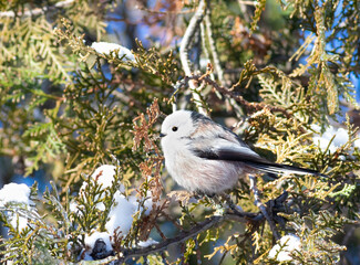 Long-tailed tit, Aegithalos caudatus. A bird sits on an ice and snow covered branch of a thuja tree