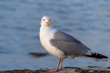 seagull on the rock