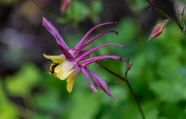 A bee near the Aquilegia flower in the garden on a summer day.
