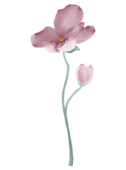 Aesthetic pink flower watercolor illustration