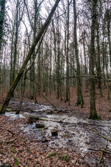 Fototapeta premium Frost im Wald