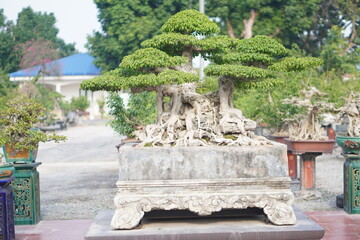 Fototapeta premium bonsai Vietnam, wooden bridge in the garden